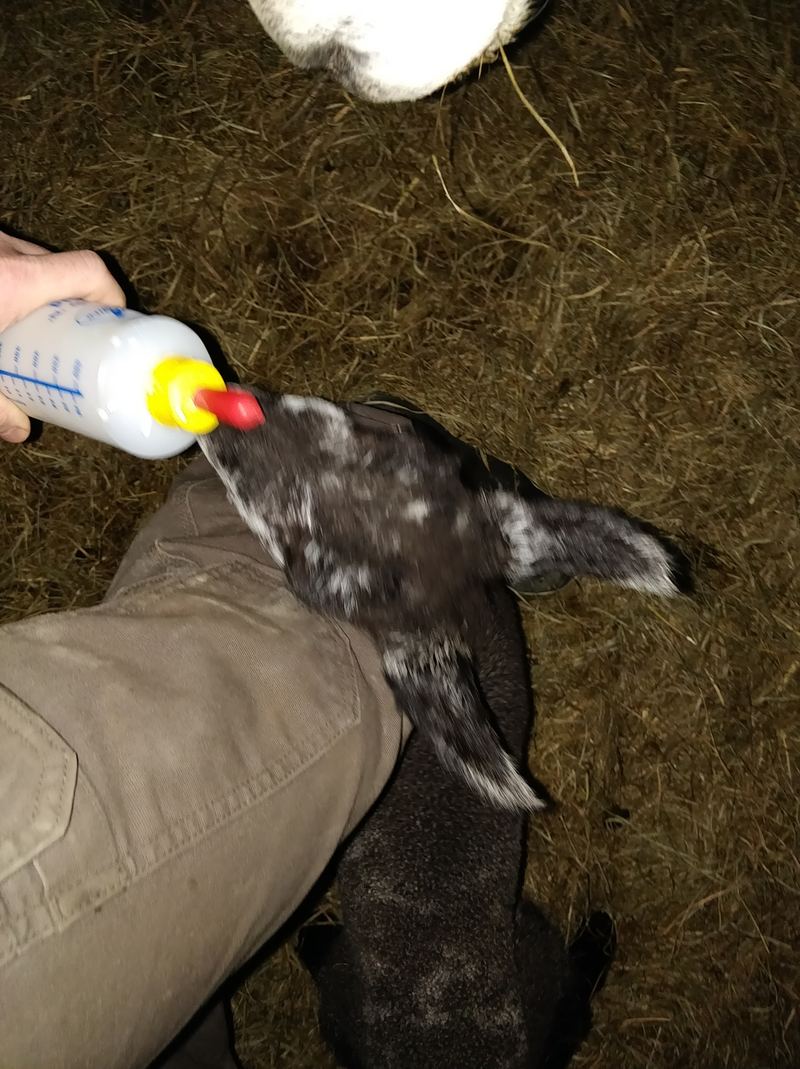 Illustration for article titled Hour Rule: Lamb Feeding Time...